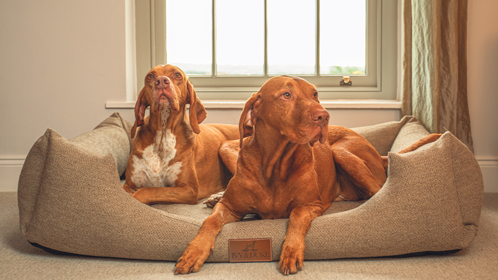 Win your choice of any Ivy & Duke Dog Bed worth up to £225!