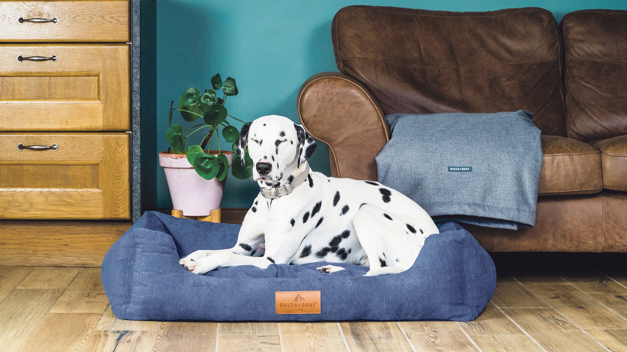 Win one of two luxury dog beds Worth up to £159!